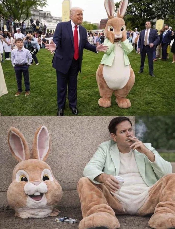rubio bunny.jfif